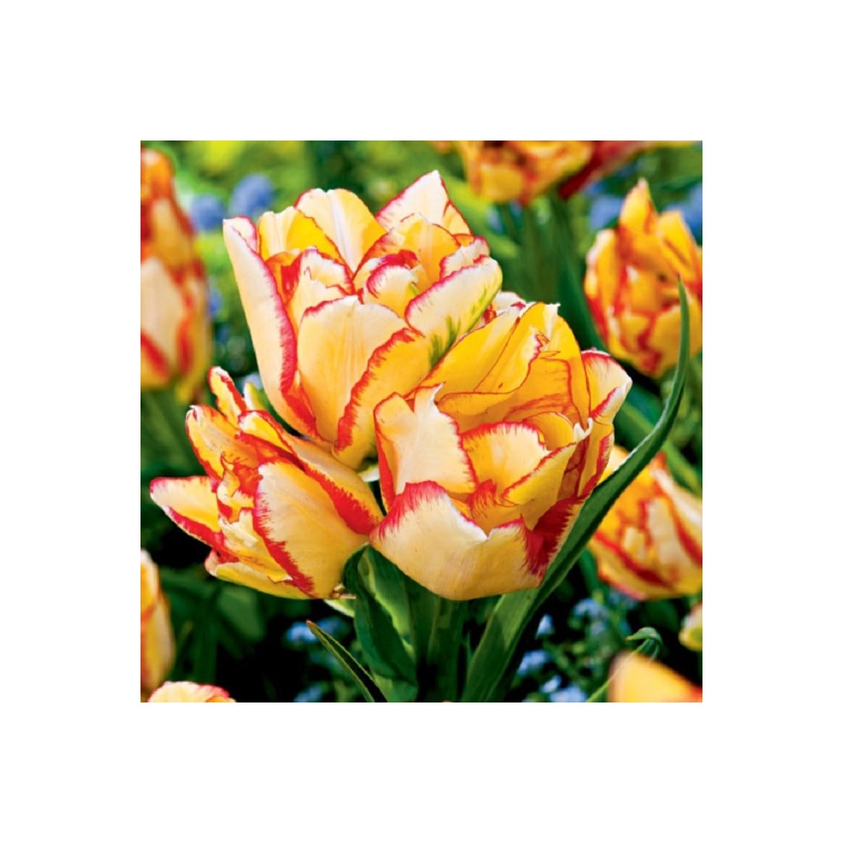 Tulipán Aquilla - Tulipa - cibuľa tulipánu - 3 ks