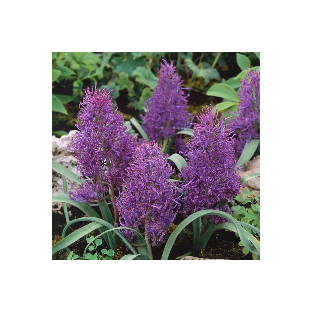 Modrica Plumosum - Muscari comusum - cibuľa modrice - 5ks