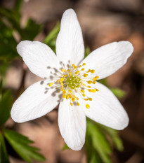 Sasanka hájna - Anemone nemorosa - hľuzy sasanky - 2 ks