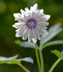 Sasanka Blue eyes - Anemone nemorosa - hľuzy sasanky - 1 ks