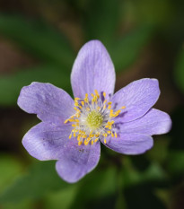 Sasanka Robinsoniana - Anemone nemorosa - hľuzy sasanky - 1ks