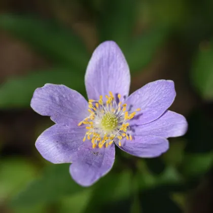 Sasanka Robinsoniana - Anemone nemorosa - hľuzy sasanky - 1ks