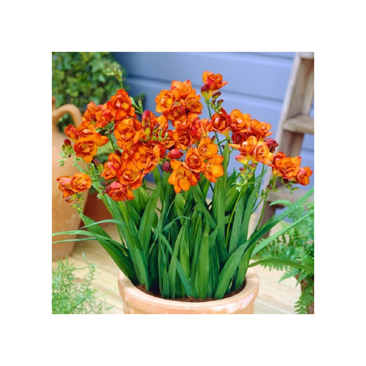 Frézia plnokvetá oranžová - Freesia - hľuzy frézie - 3 ks