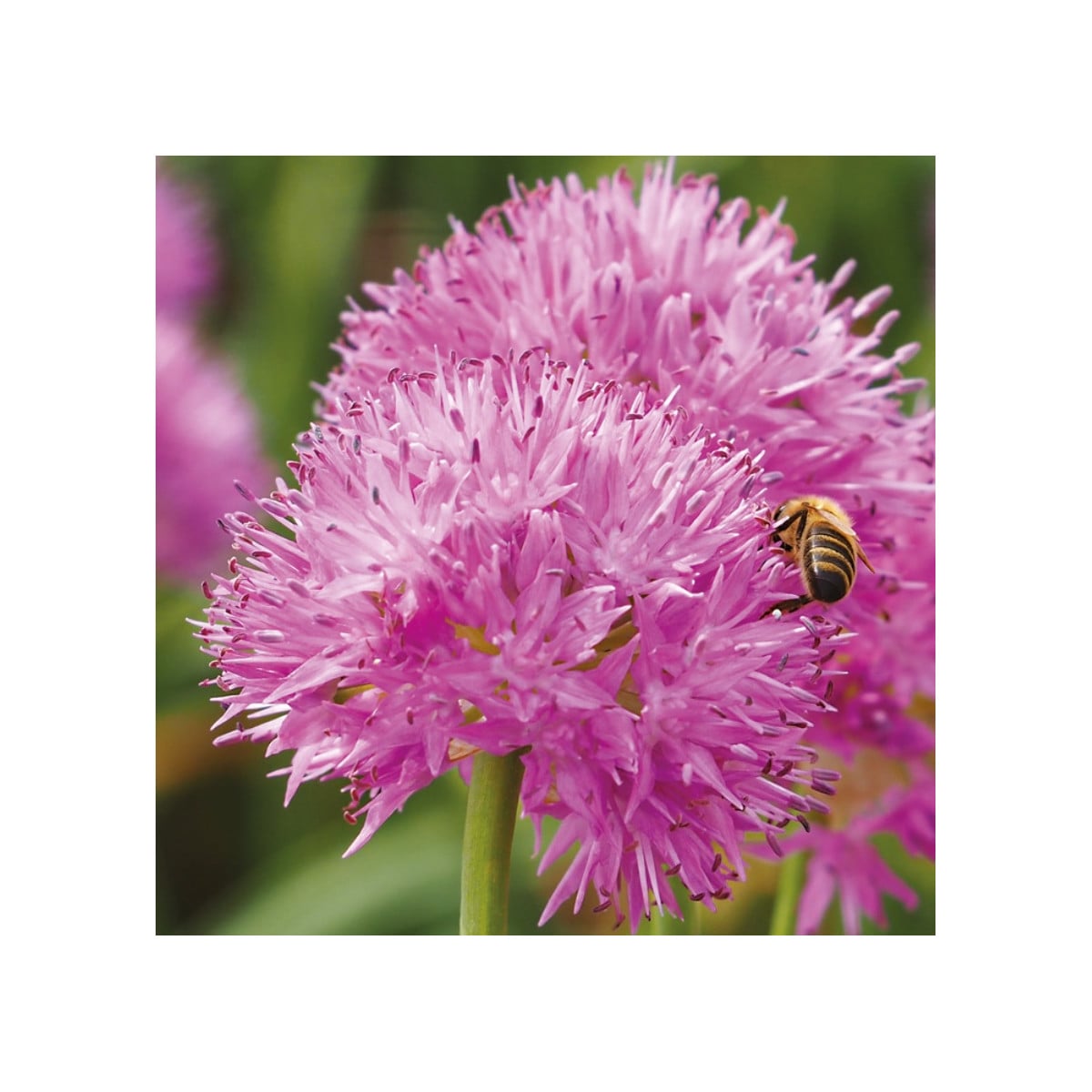 Cesnak Carolinianum - Allium - cibuľa okrasného cesnaku - 3 ks