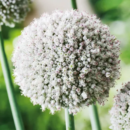 Cesnak white Cloud - Allium - cibuľa okrasného cesnaku - 3 ks