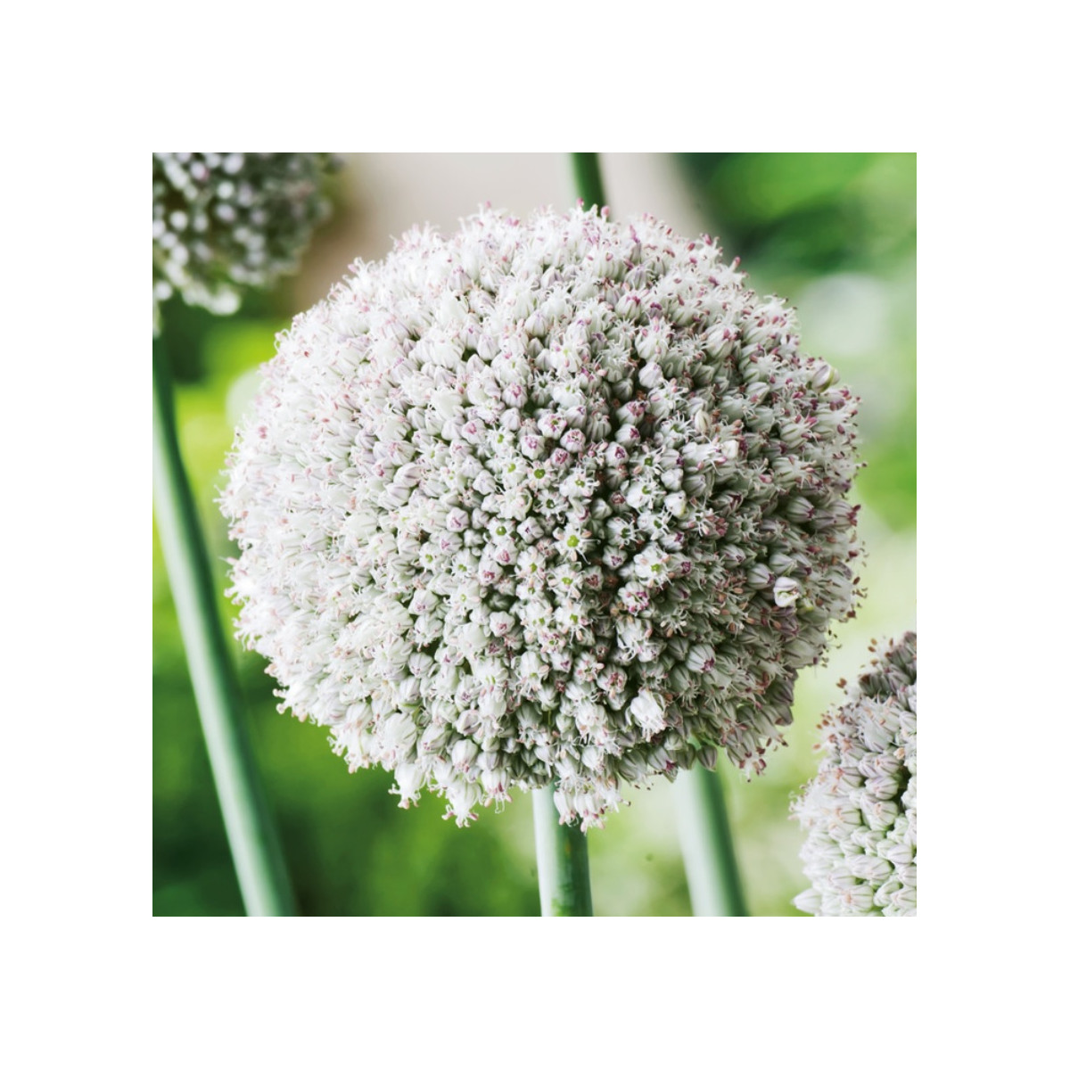 Cesnak white Cloud - Allium - cibuľa okrasného cesnaku - 3 ks