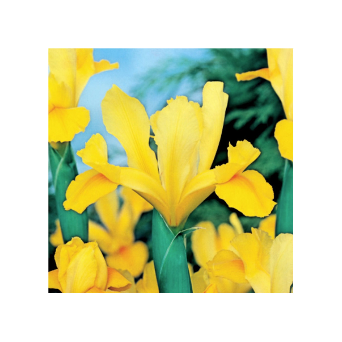 Kosatec holandský Golden Harvest - Iris hollandica - cibuľky kosatca - 3 ks