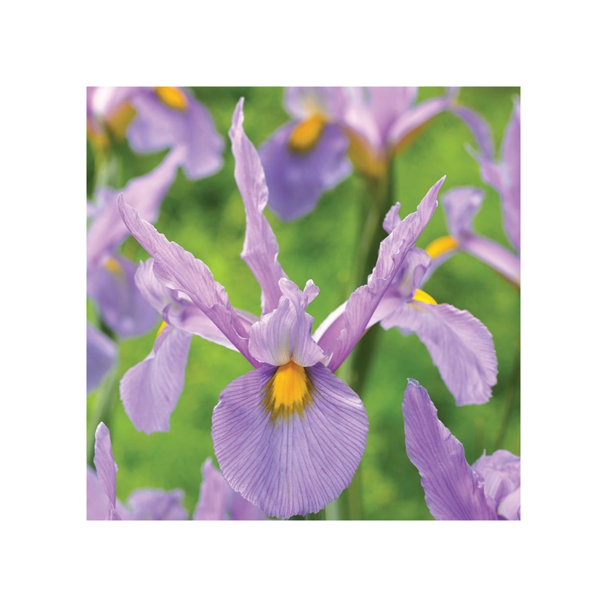 Kosatec holandský Pink Panter - Iris hollandica - cibuľky kosatca - 3 ks