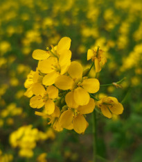 BIO Horčica čierna - Brassica nigra - bio semená horčica - 60 ks