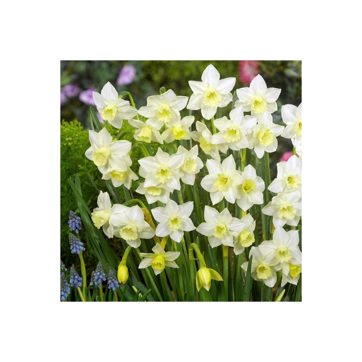 Narcis Pueblo - Narcissus - cibuľoviny - 3 ks