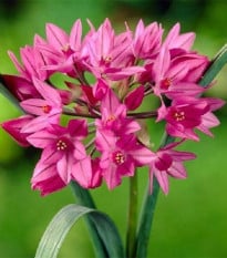 Okrasný cesnak vysokohorský - Allium oreophillum - cibuľoviny - 3 ks