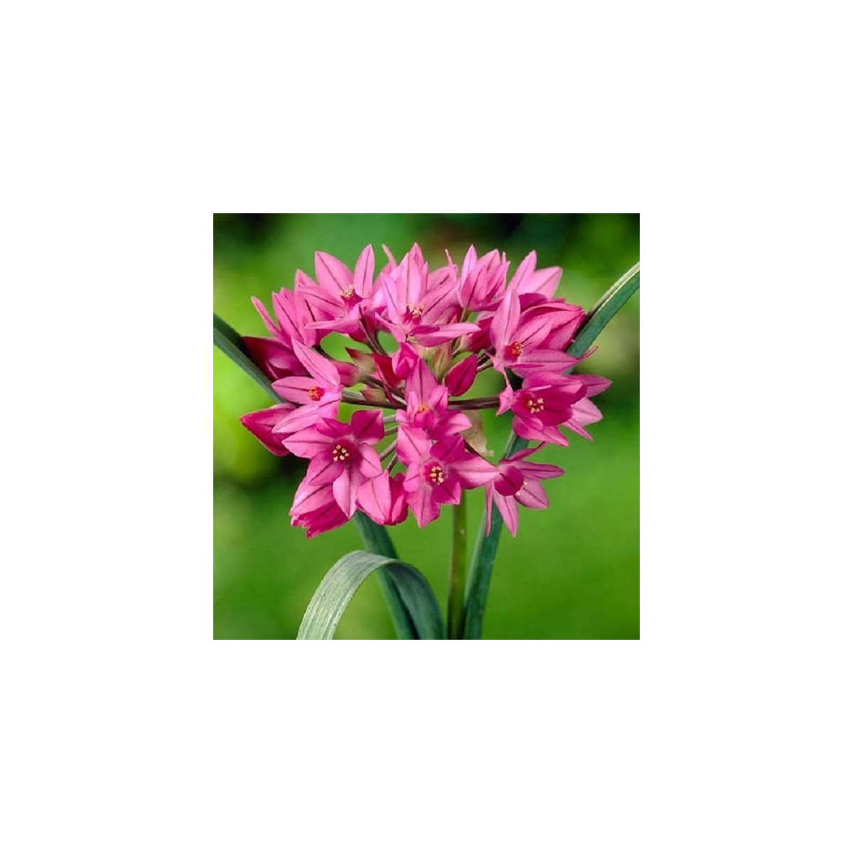 Okrasný cesnak vysokohorský - Allium oreophillum - cibuľoviny - 3 ks