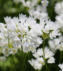 Okrasný cesnak Zebdanense - Allium - cibuľoviny - 3 ks