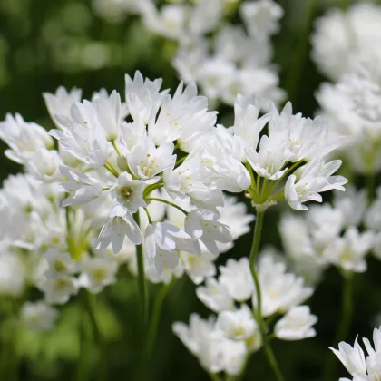 Okrasný cesnak Zebdanense - Allium - cibuľoviny - 3 ks