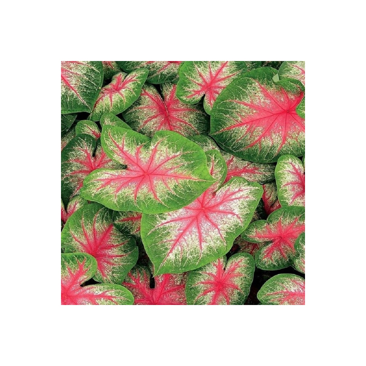 Kaládium Pink Beauty - Caladium bicolor - hľuzy kaládia - 1 ks