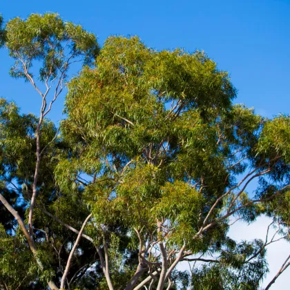 Eukalyptus citrónový - Blahovičník - Corymbia citriodora - semená eukalyptu - 5 ks