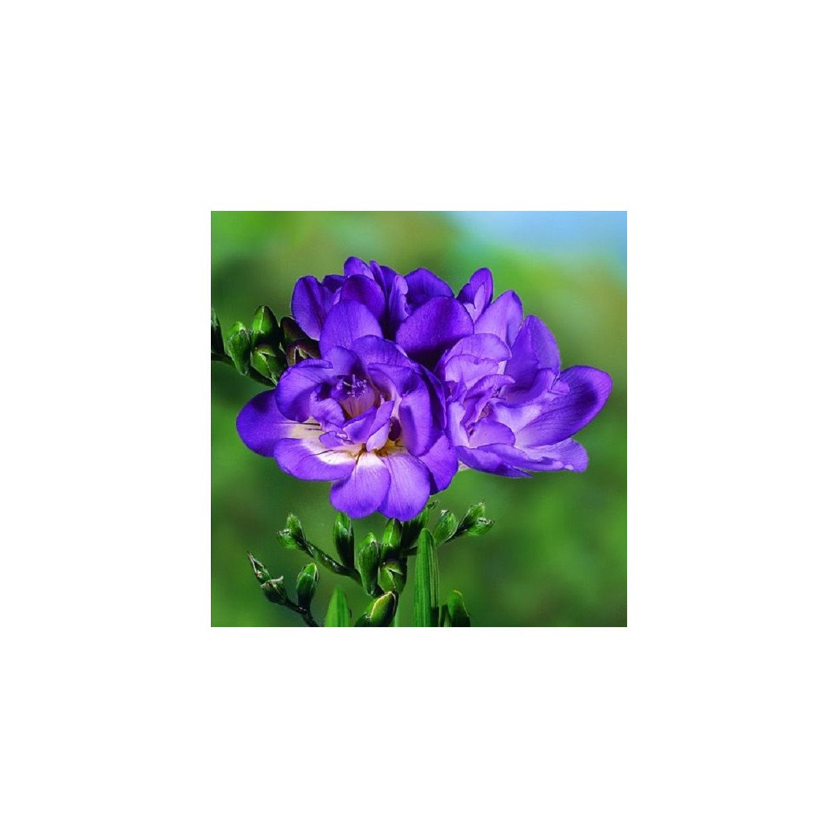 Frézia plnokvetá modrá - Freesia - hľuzy frézií - 3 ks
