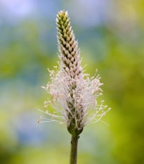 BIO Skorocel kopijovitý - Plantago lanceolata - bio semená skorocelu - 80 ks