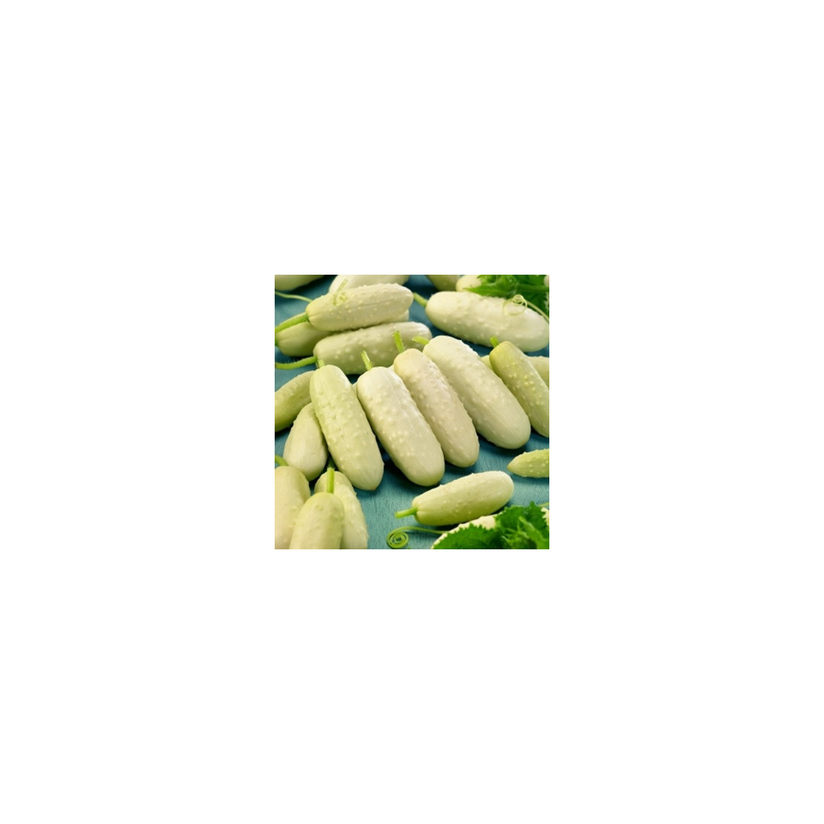 BIO uhorka poľná White Wonder - Cucumis sativus - bio semená uhorky - 10 ks