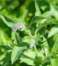 Mäta dlholistá - Mentha longifolia - semená mäty - 100 ks