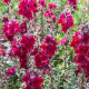 BIO Papuľka väčšia Black Prince - Antirrhinum majus - bio semená papuľky - 120 ks