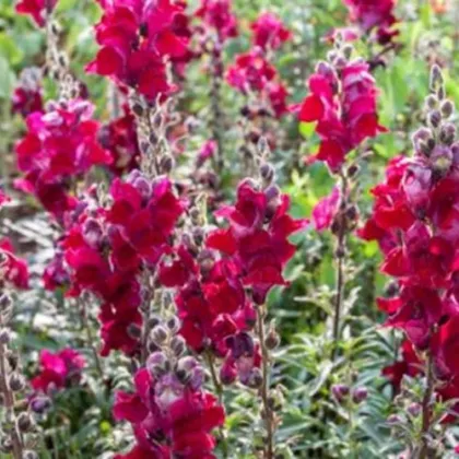 BIO Papuľka väčšia Black Prince - Antirrhinum majus - bio semená papuľky - 120 ks