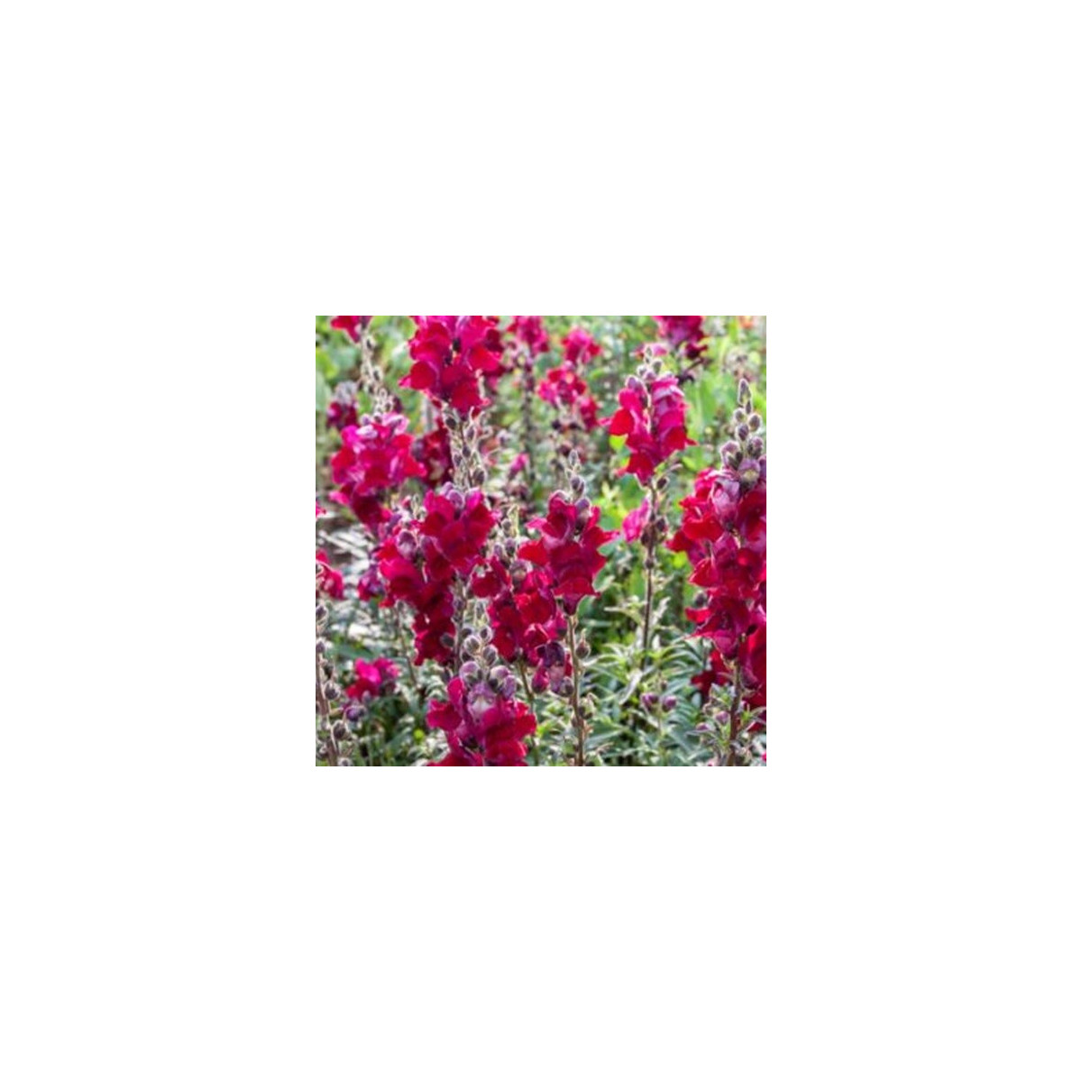 BIO Papuľka väčšia Black Prince - Antirrhinum majus - bio semená papuľky - 120 ks
