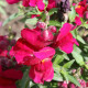 BIO Papuľka väčšia Black Prince - Antirrhinum majus - bio semená papuľky - 120 ks