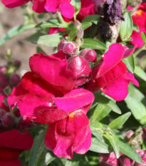 BIO Papuľka väčšia Black Prince - Antirrhinum majus - bio semená papuľky - 120 ks