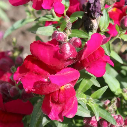 BIO Papuľka väčšia Black Prince - Antirrhinum majus - bio semená papuľky - 120 ks