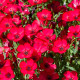 BIO Ľan veľkokvetý červený - Linum grandiflorum - semená ľanu - 120 ks