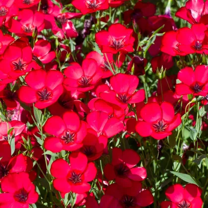 BIO Ľan veľkokvetý červený - Linum grandiflorum - semená ľanu - 120 ks