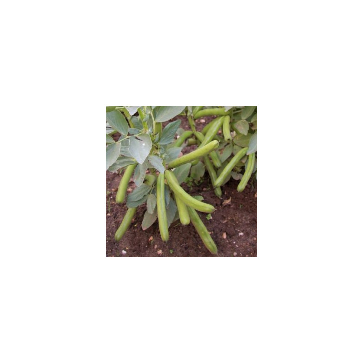 BIO Bôb Ratio - Vicia faba - semená bio bôbu - 15 ks