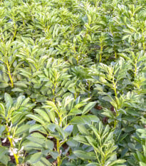 BIO Bôb Ratio - Vicia faba - semená bio bôbu - 15 ks