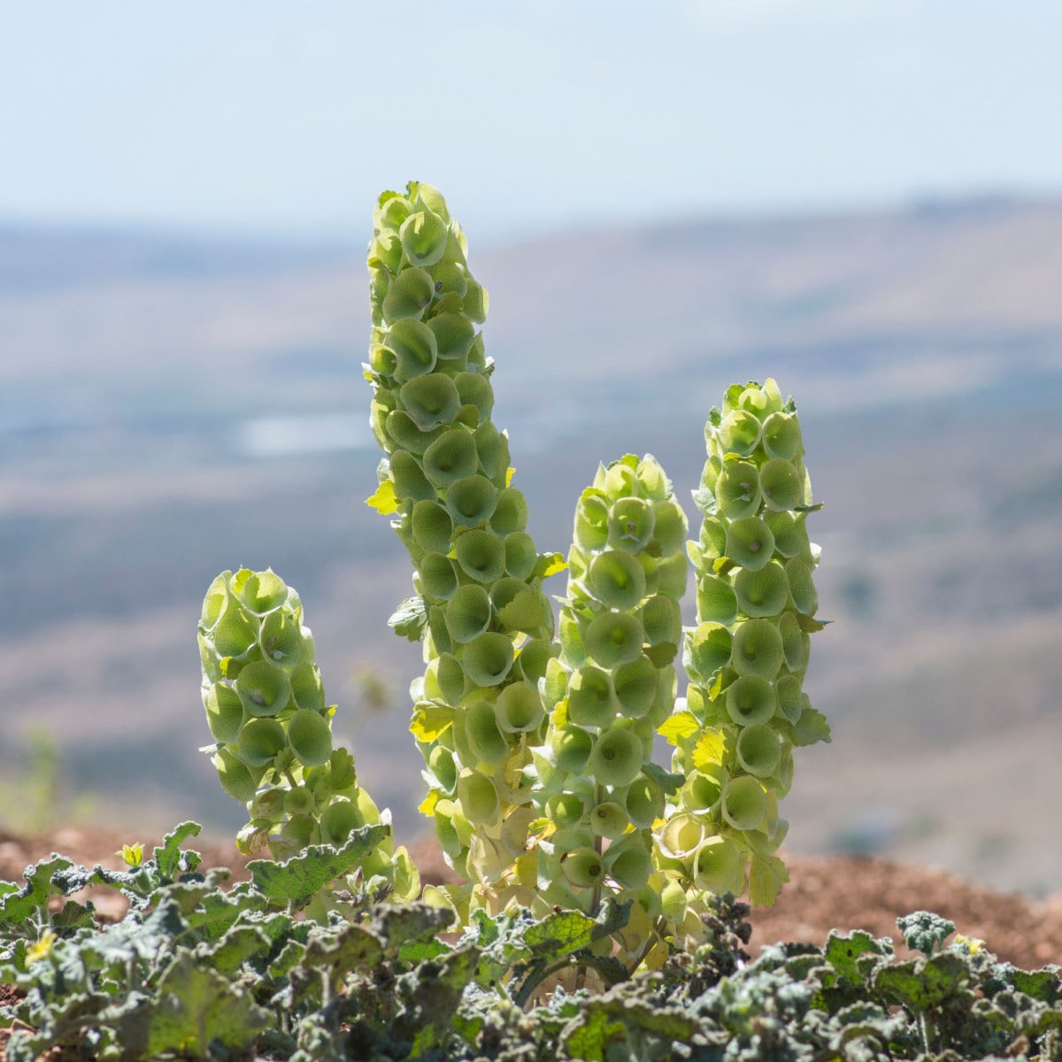 Írsky zvonček - Moluccella laevis - semená molučenky - 50 ks