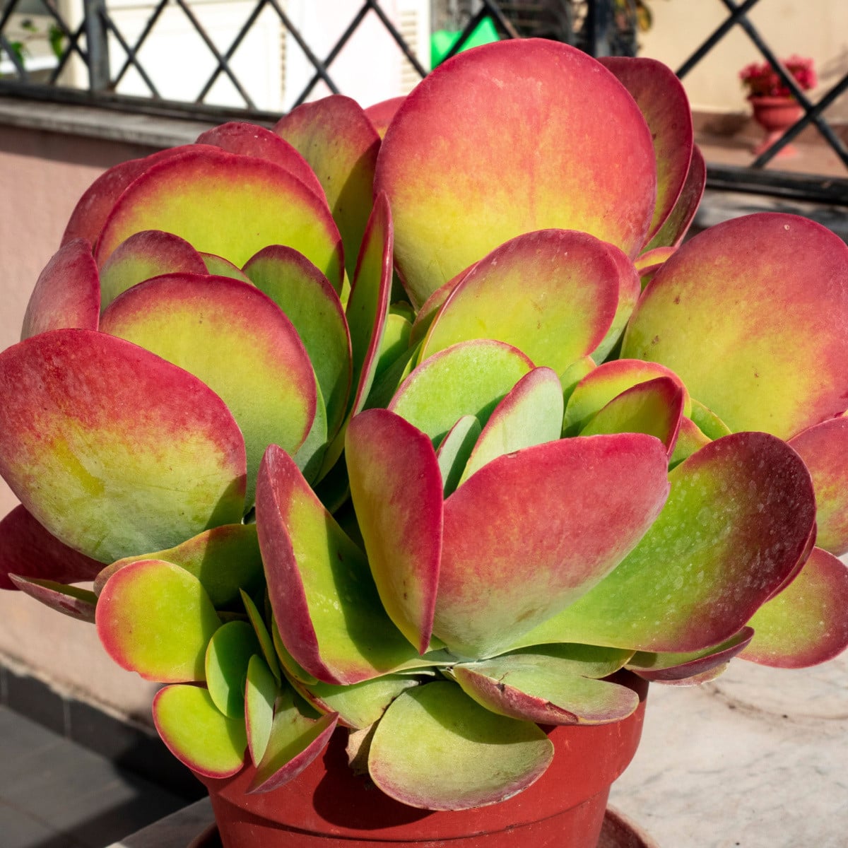 Kalanchoe thyrsiflora - Kalanchoe - semená kalanchoe - 15 ks