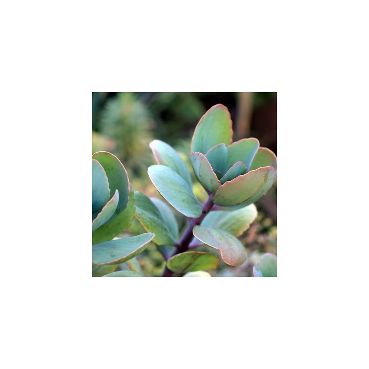 Kalanchoe grandiflora - Kalanchoe - semená kolopejky - 20 ks