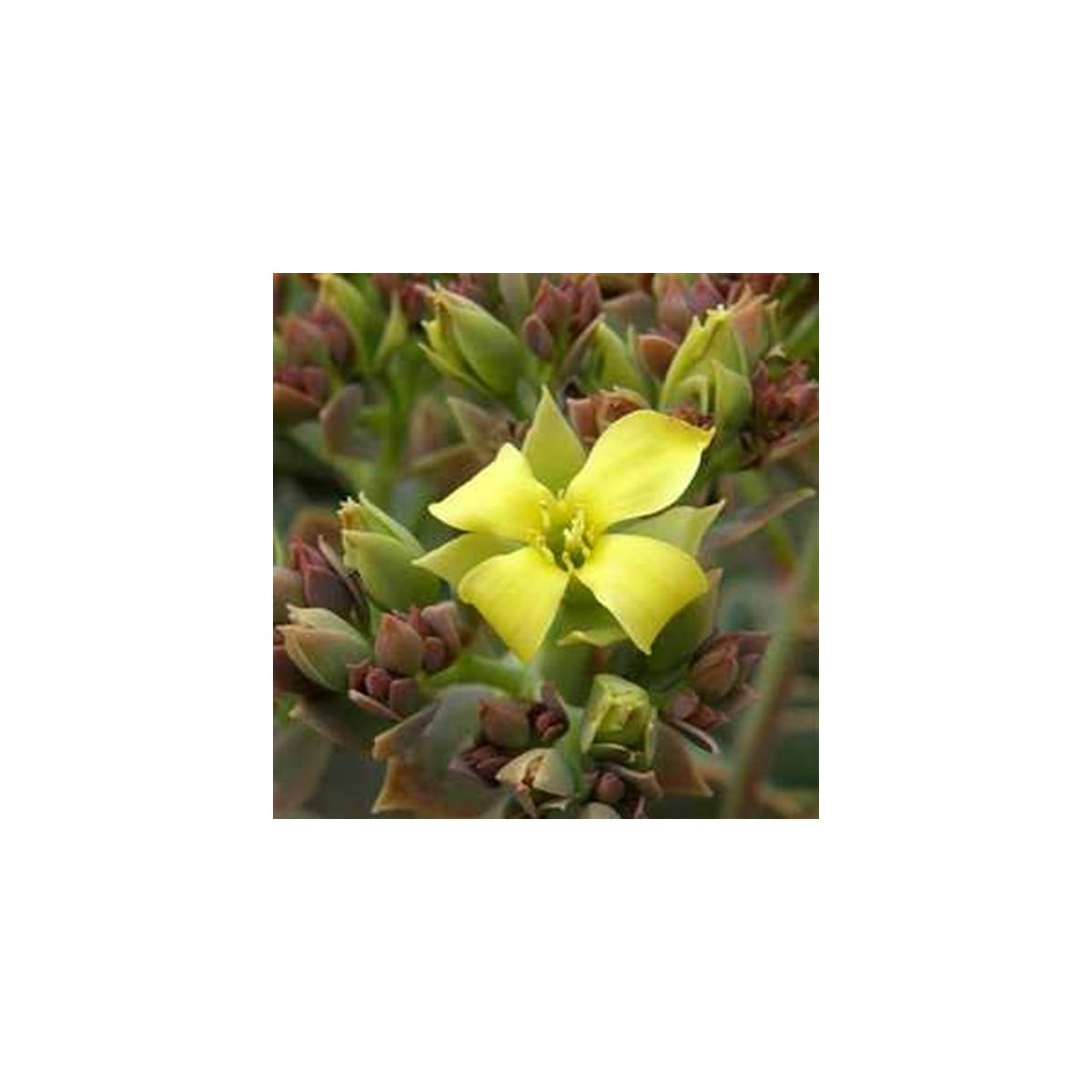 Kalanchoe grandiflora - Kalanchoe - semená kolopejky - 20 ks