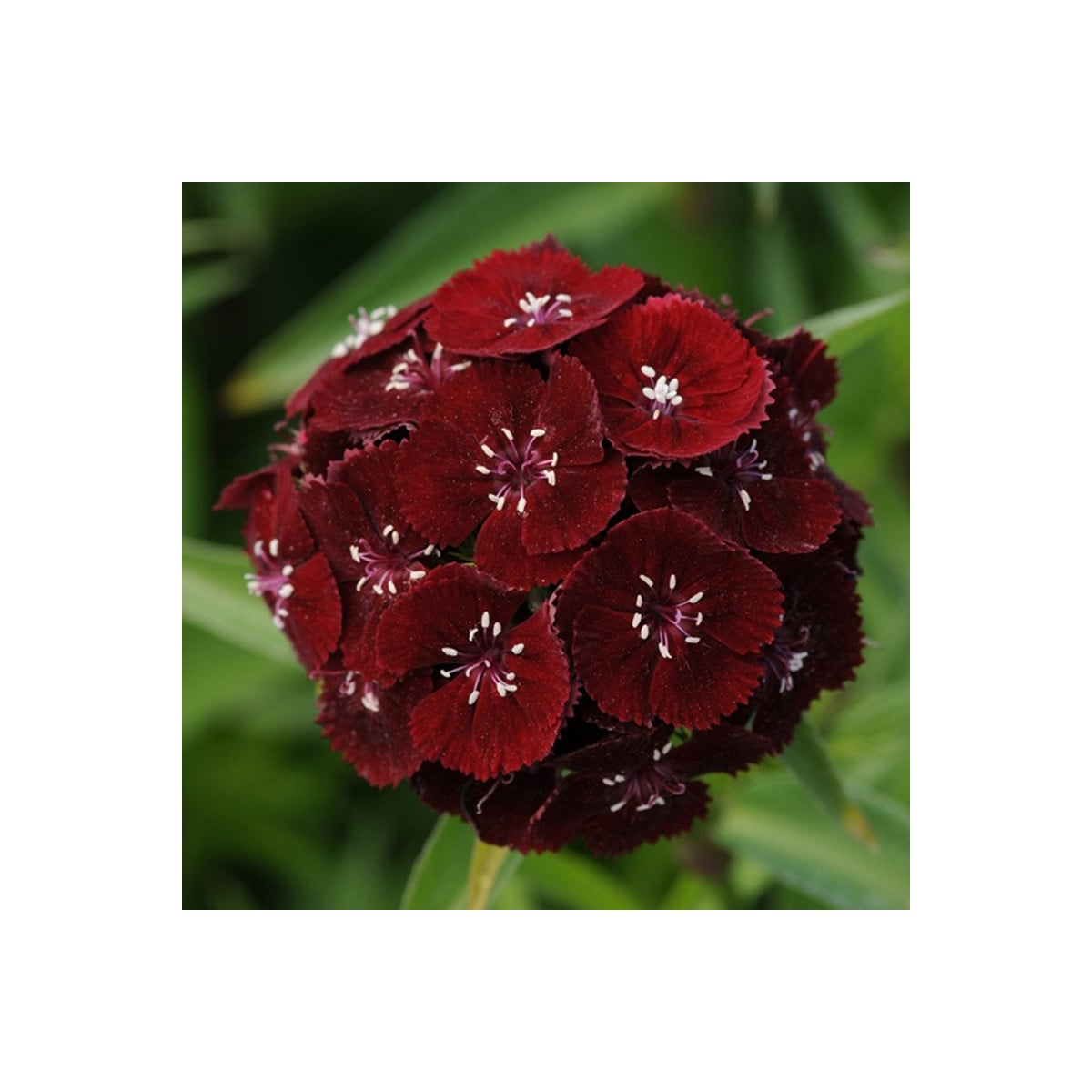 Klinček bradatý Sweet Black Cherry F1 - Dianthus barbatus - semená klinčeka - 20 ks