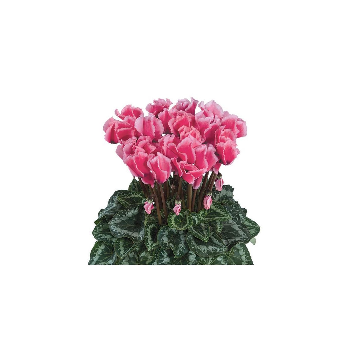 Cyklamén perzský Halios Curly Rose F1 - Cyclamen persicum - semená cyklámena - 6 ks