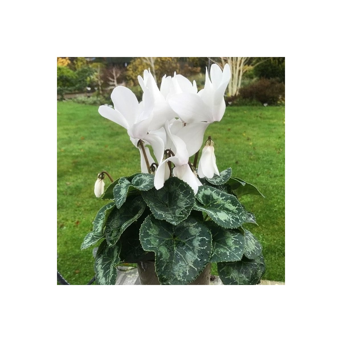 Cyklamén perzský Halios Pure White F1 - Cyclamen persicum - semená cyklámen - 6 ks