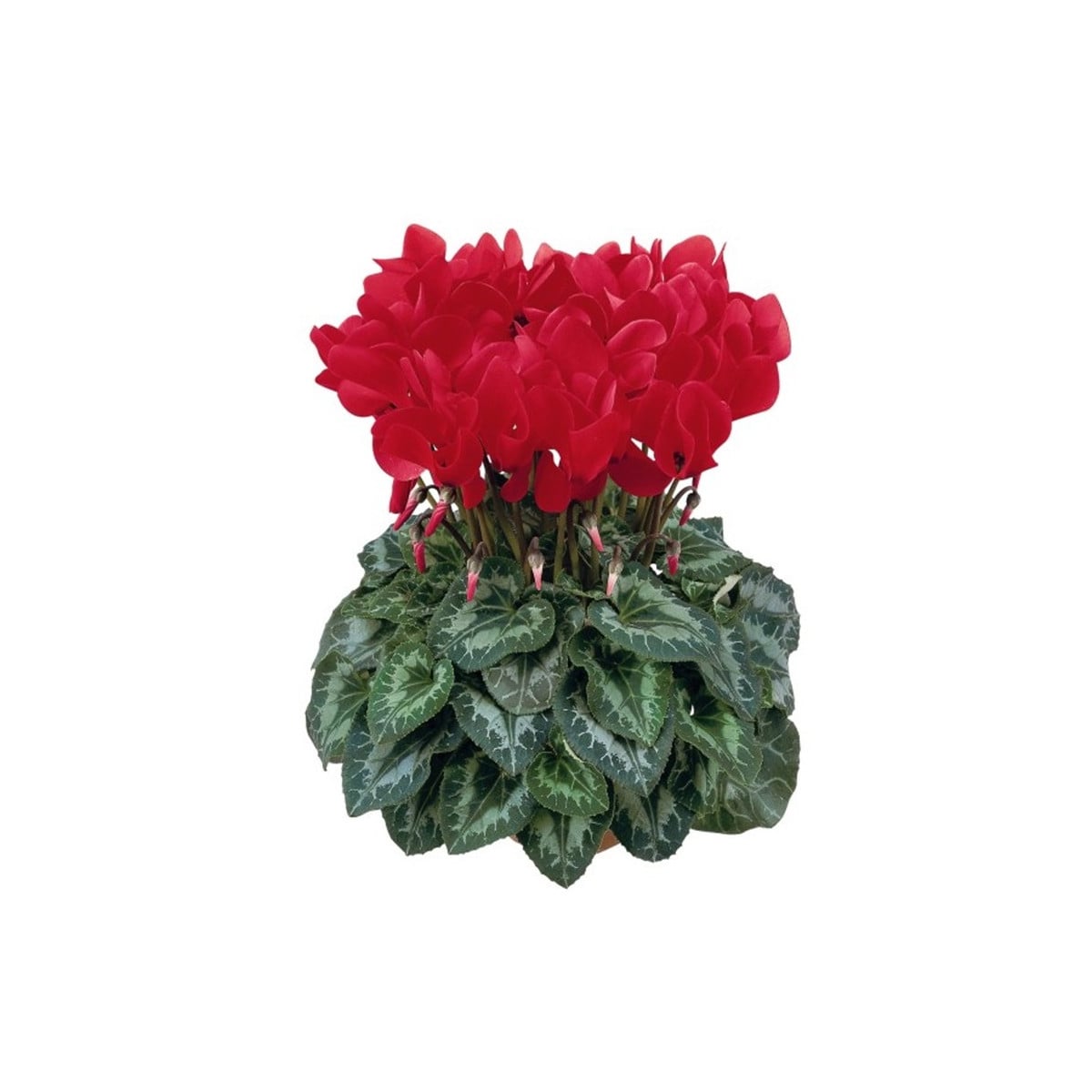 Cyklamén perzský Halios Bright Scarlet F1 - Cyclamen persicum - semená cyklámen - 6 ks