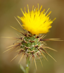 Nevädza lúčna žltá - Centaurea cyanus - semená nevädze - 0,25 g