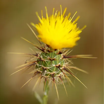 Nevädza lúčna žltá - Centaurea cyanus - semená nevädze - 0,25 g