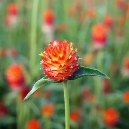 Gomfréna oranžová - Gomphrena haageana - semená gomfrény - 20 ks
