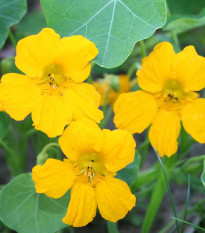 Kapucínka nízka Tip Top Gold - Tropaeolum Minus - semená - 10 ks