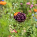 Mak Black Peony - Papaver somniferum - semená - 150 ks