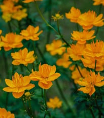 Upolín čínsky Gold queen - Trollius chinensis - predaj semien - 20 ks