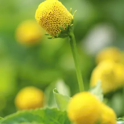 Plamatka kapustová Homer - Spilanthes oleracea - semená - 60 ks