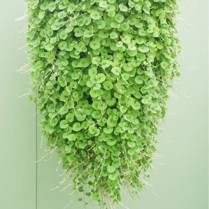 Strieborný dážď - Dichondra repens - semená dichondry - 8 ks